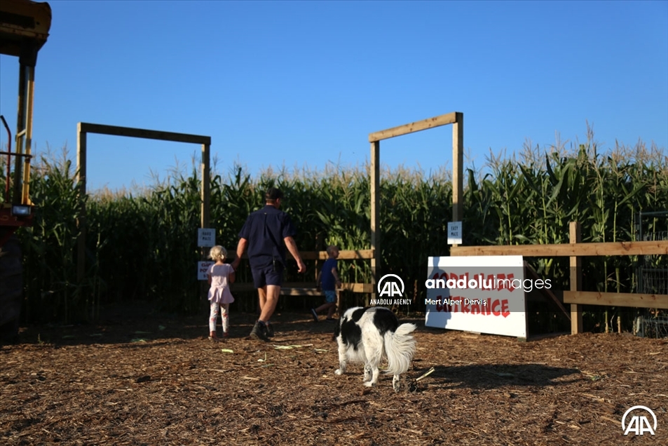 Chilliwack Corn Maze