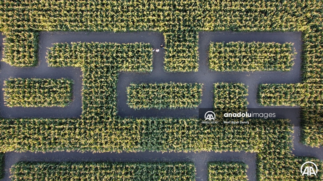 Chilliwack Corn Maze
