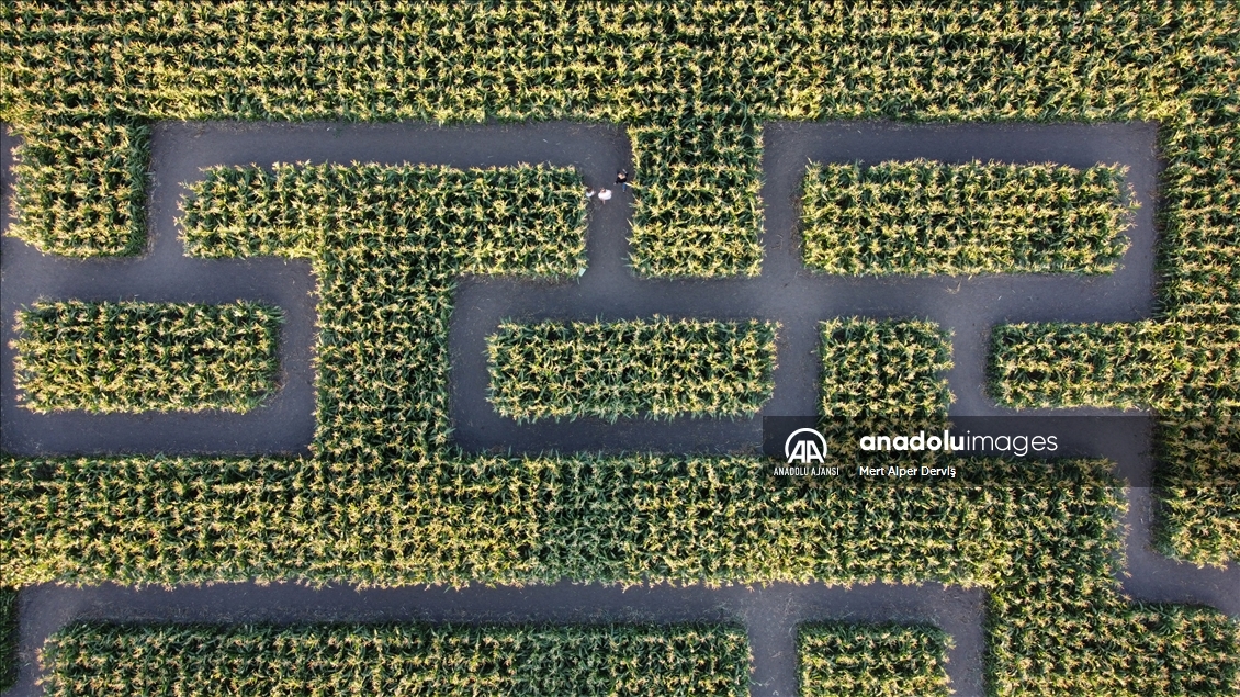 Chilliwack Corn Maze