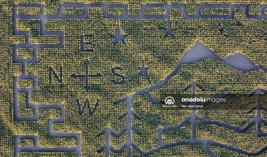 Chilliwack Corn Maze