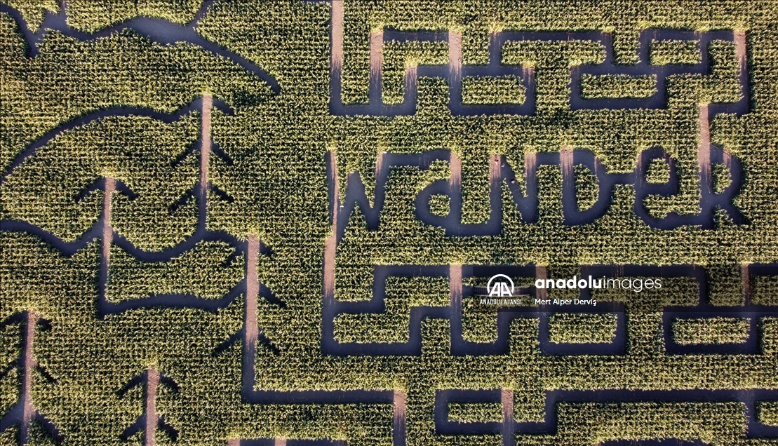 Chilliwack Corn Maze