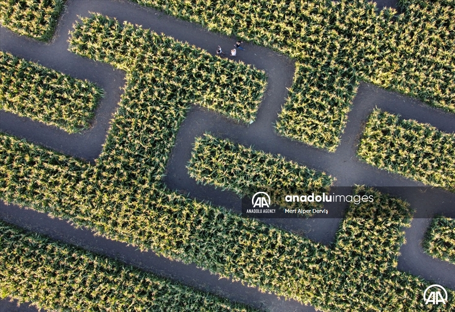 Chilliwack Corn Maze
