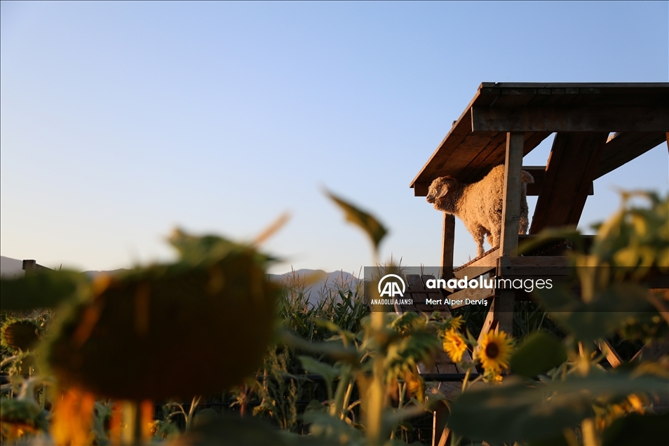 Chilliwack Corn Maze