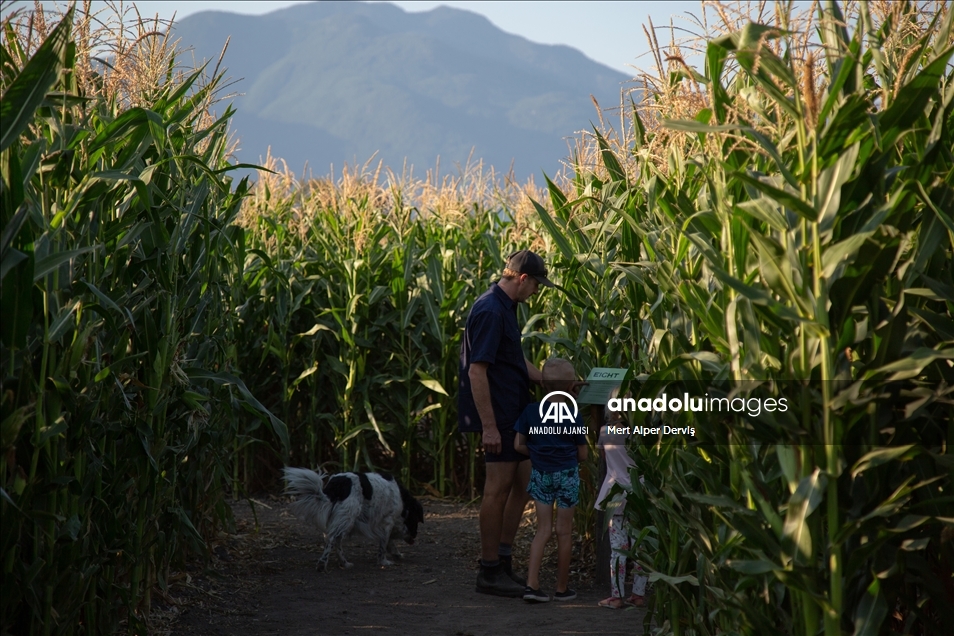 Chilliwack Corn Maze