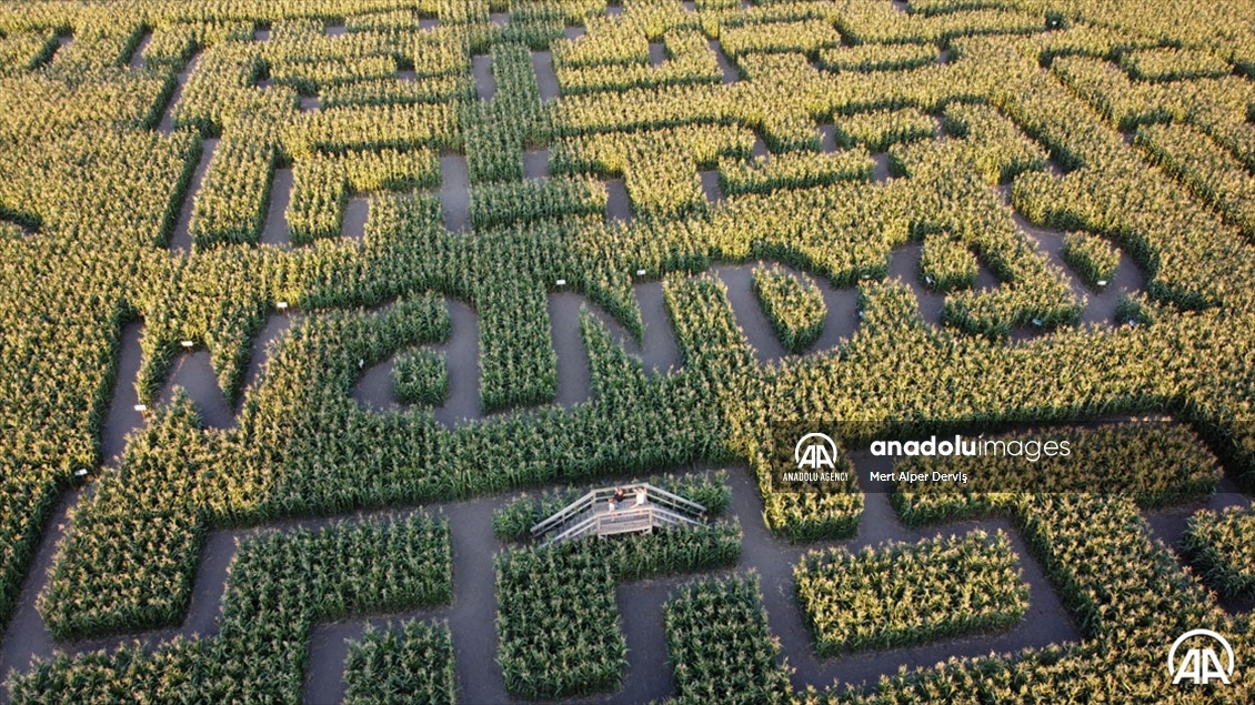 Chilliwack Corn Maze