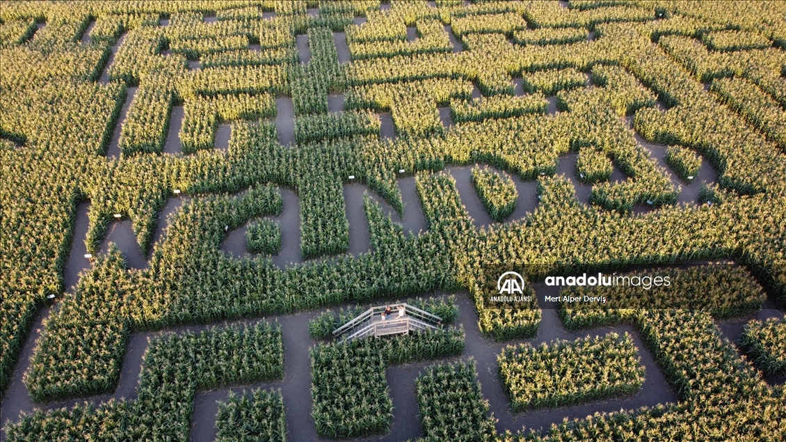 Chilliwack Corn Maze