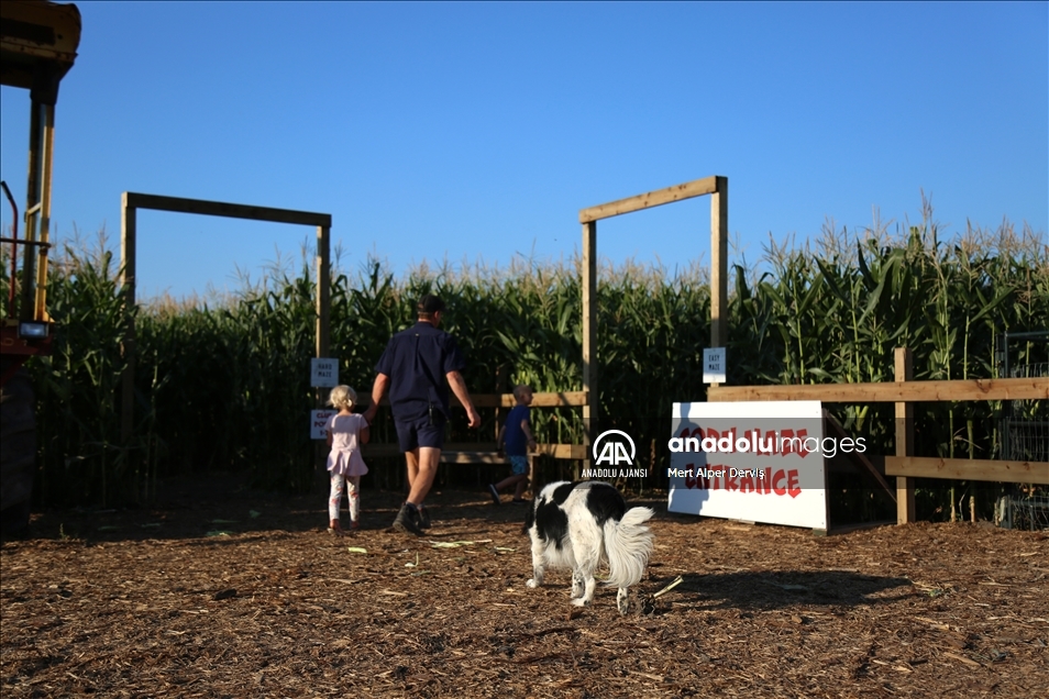 Chilliwack Corn Maze