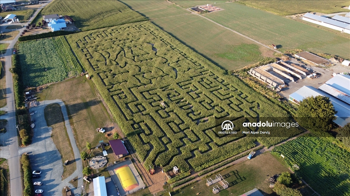 Chilliwack Corn Maze