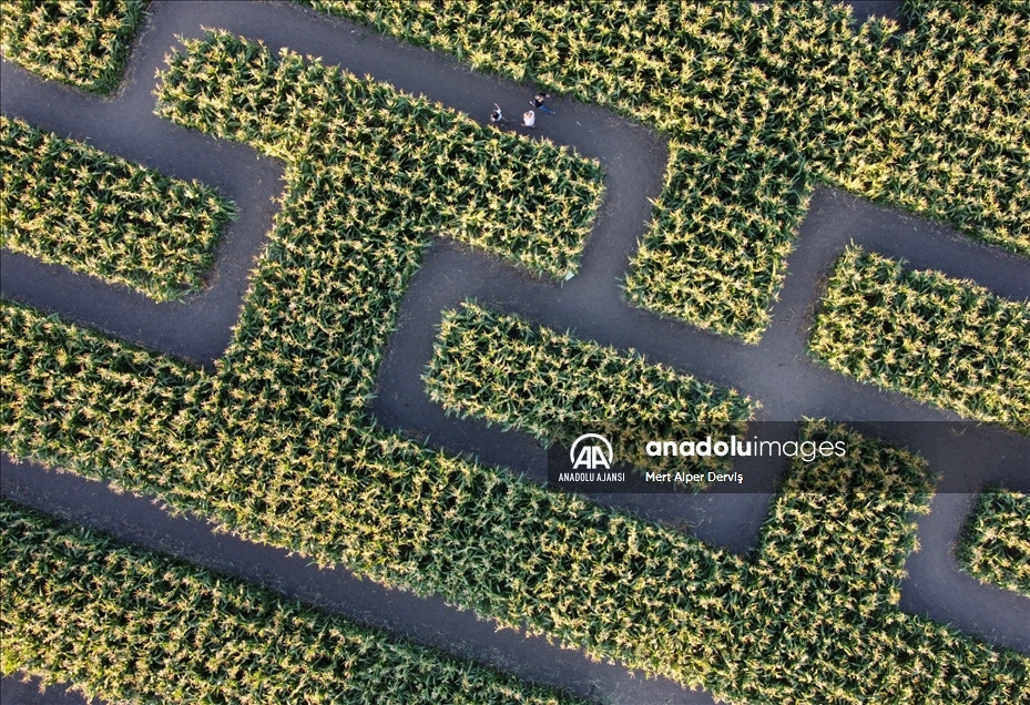 Chilliwack Corn Maze
