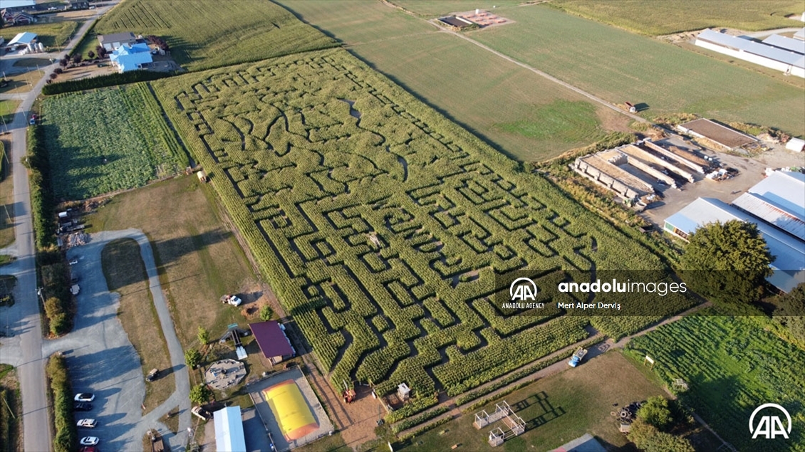 Chilliwack Corn Maze