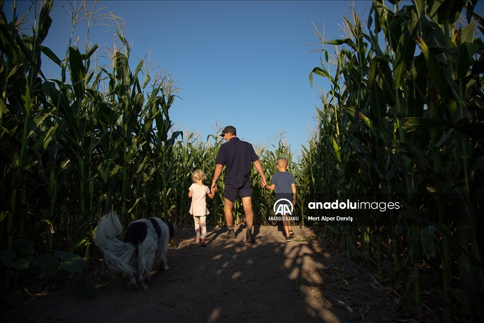 Chilliwack Corn Maze