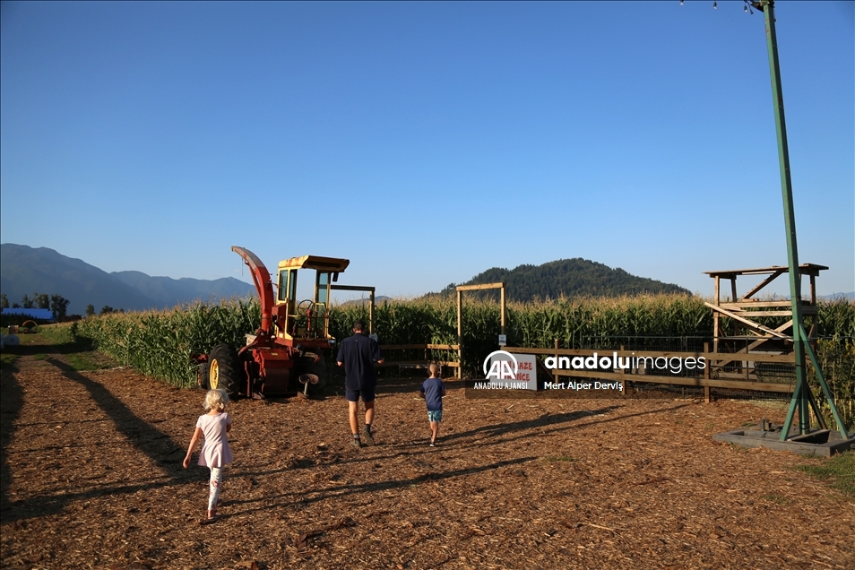 Chilliwack Corn Maze