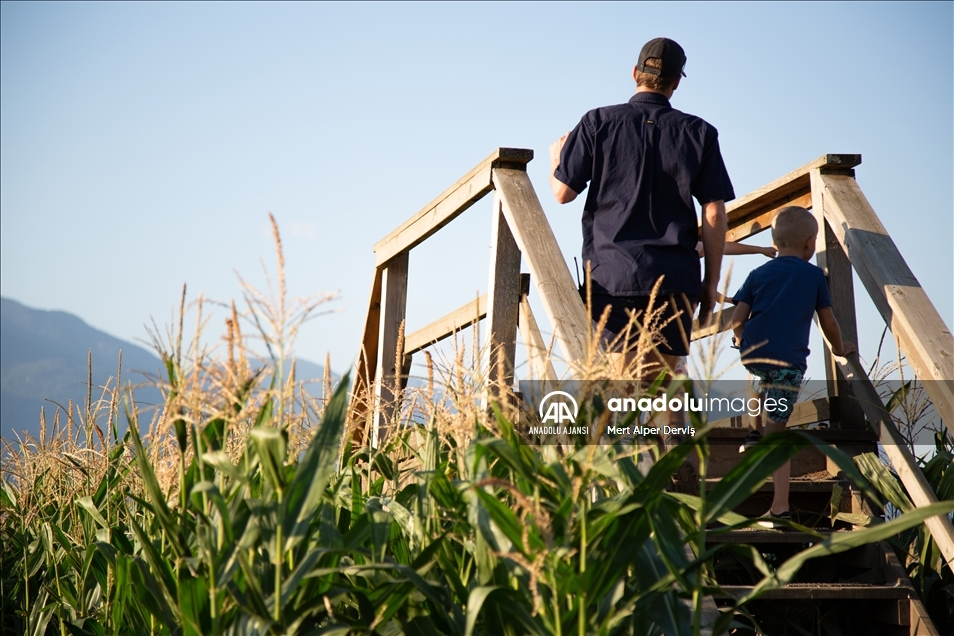Chilliwack Corn Maze
