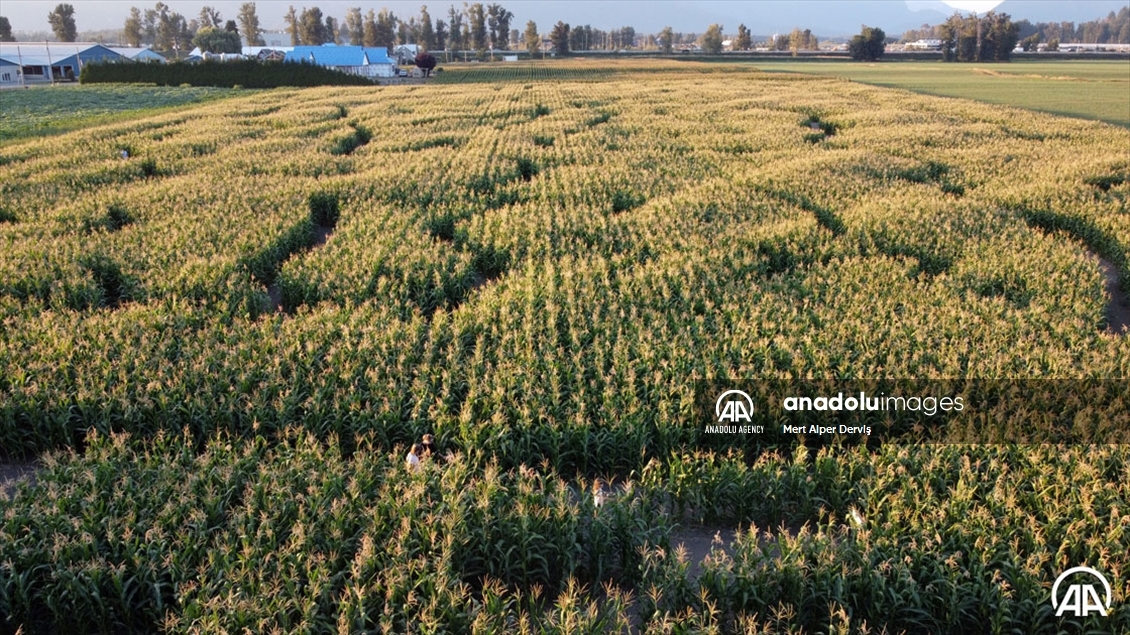 Chilliwack Corn Maze