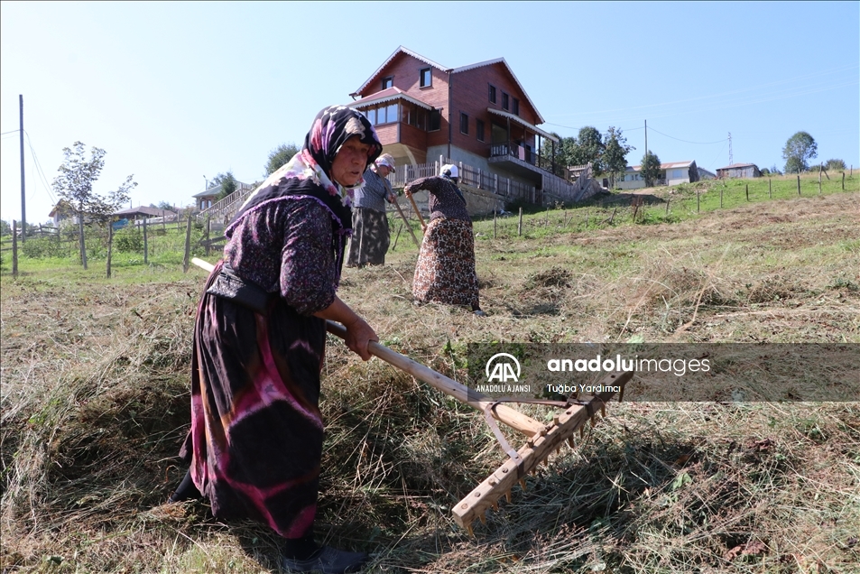 Karadeniz yaylalarında kadınlar kışa hazırlık için çayır biçiyor