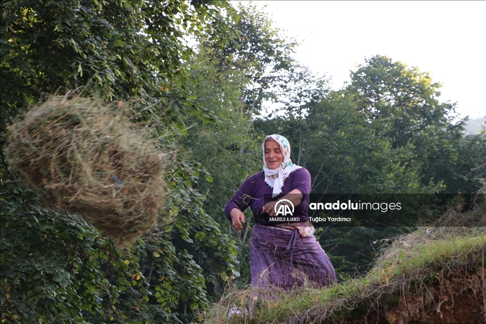 Karadeniz yaylalarında kadınlar kışa hazırlık için çayır biçiyor