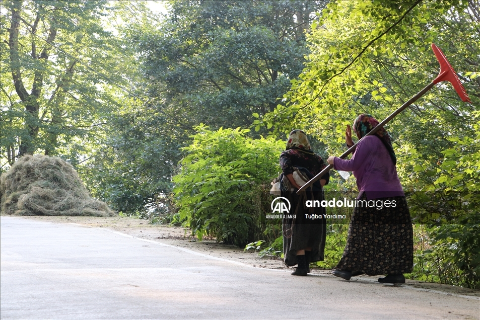 Karadeniz yaylalarında kadınlar kışa hazırlık için çayır biçiyor