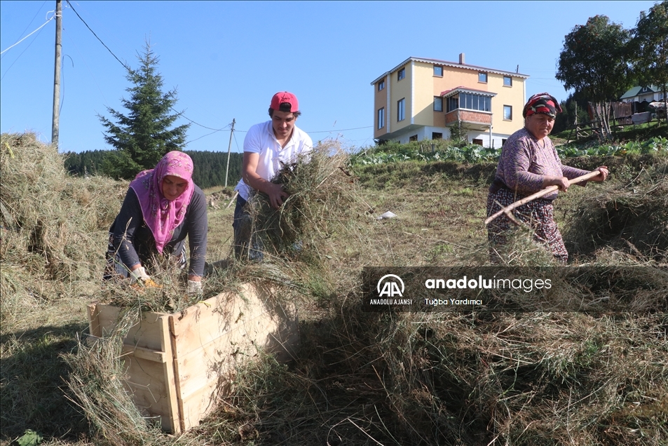 Karadeniz yaylalarında kadınlar kışa hazırlık için çayır biçiyor
