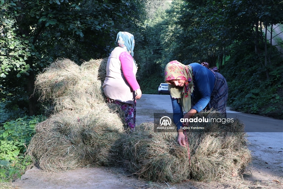 Karadeniz yaylalarında kadınlar kışa hazırlık için çayır biçiyor