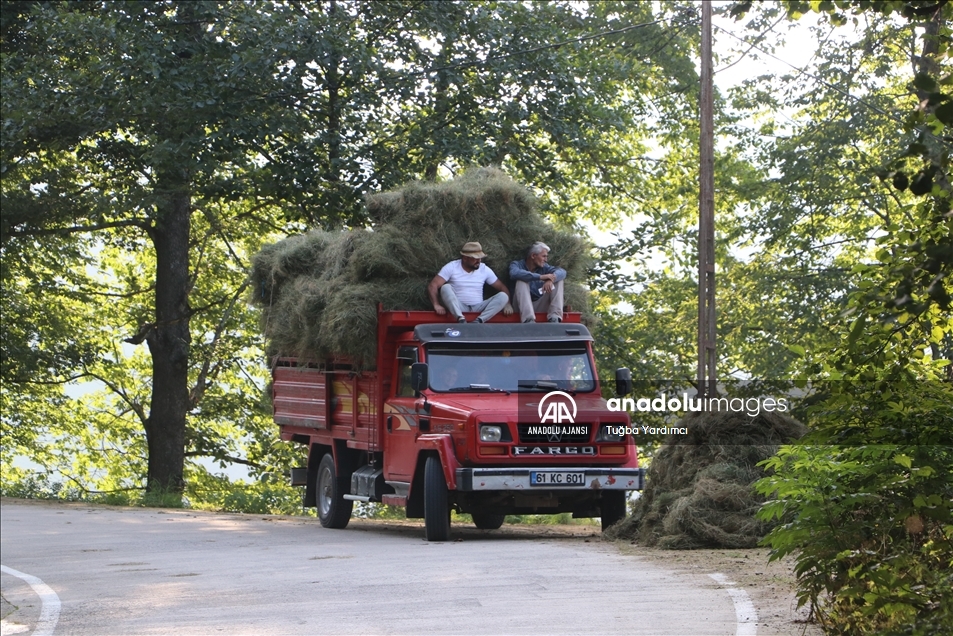 Karadeniz yaylalarında kadınlar kışa hazırlık için çayır biçiyor