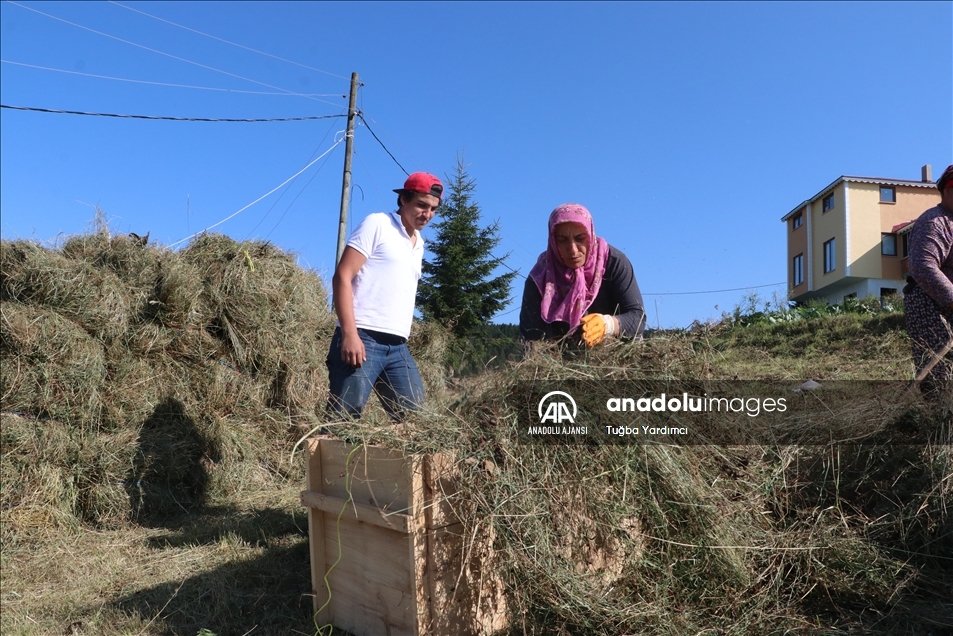 Karadeniz yaylalarında kadınlar kışa hazırlık için çayır biçiyor