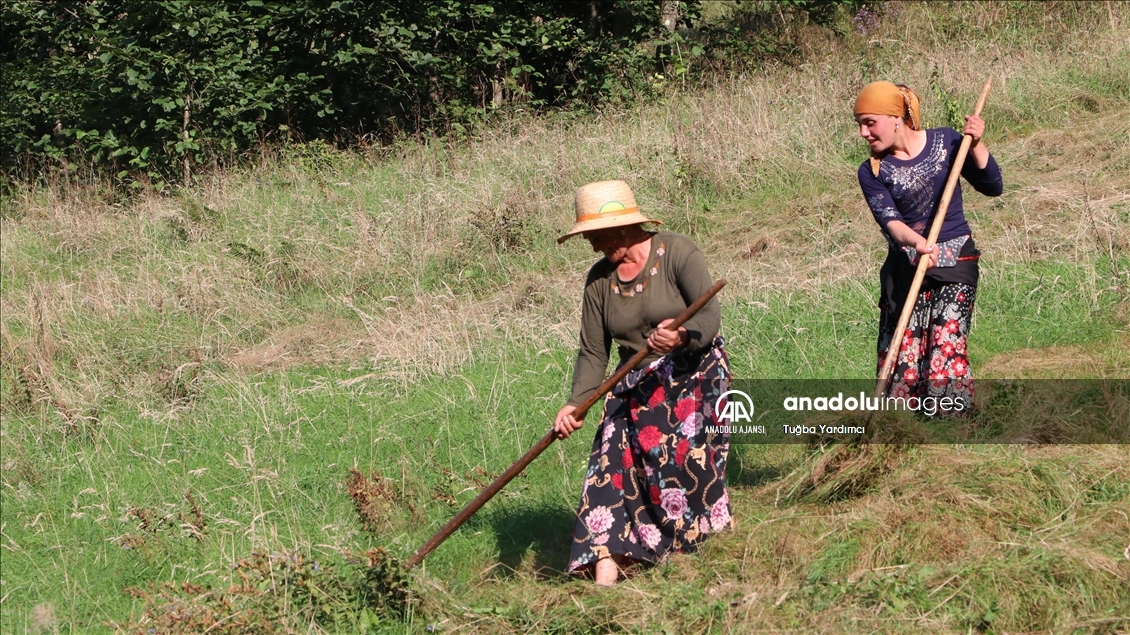 Karadeniz yaylalarında kadınlar kışa hazırlık için çayır biçiyor