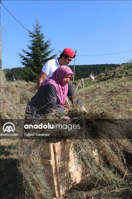 Karadeniz yaylalarında kadınlar kışa hazırlık için çayır biçiyor