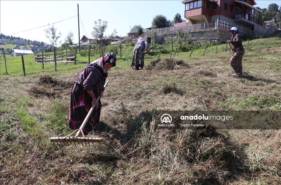 Karadeniz yaylalarında kadınlar kışa hazırlık için çayır biçiyor