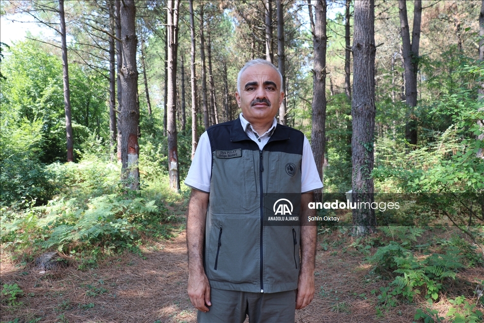 Kocaeli ormanlarındaki çam reçinesi ekonomiye katkı sağlıyor