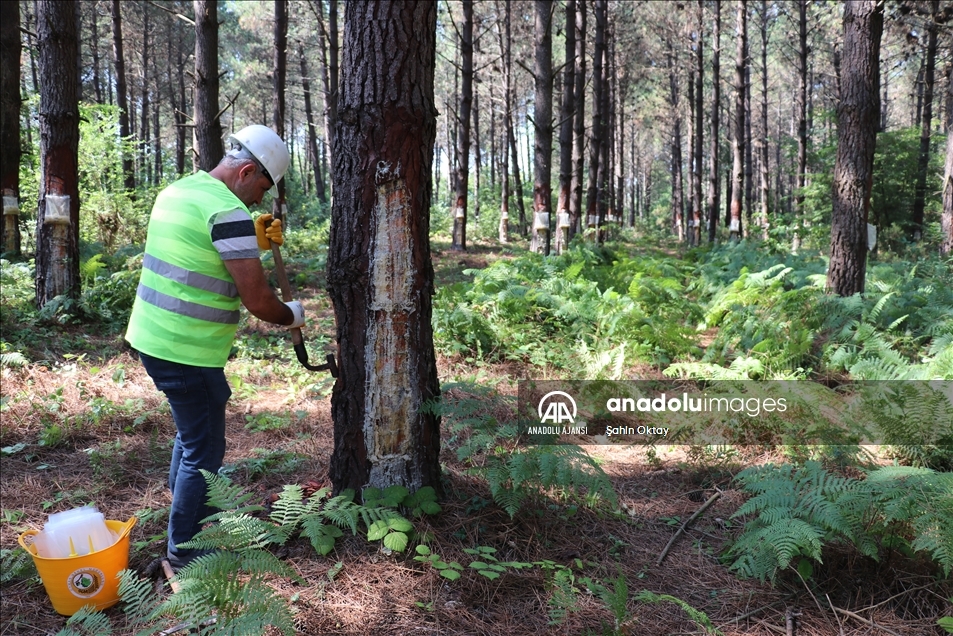 Kocaeli ormanlarındaki çam reçinesi ekonomiye katkı sağlıyor
