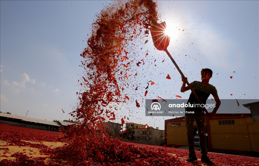 Turquie : Gaziantep met les bouchées doubles pour sélectionner le piment à sécher avant de l'exporter