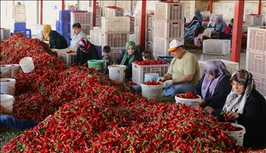 Turquie : Gaziantep met les bouchées doubles pour sélectionner le piment à sécher avant de l'exporter