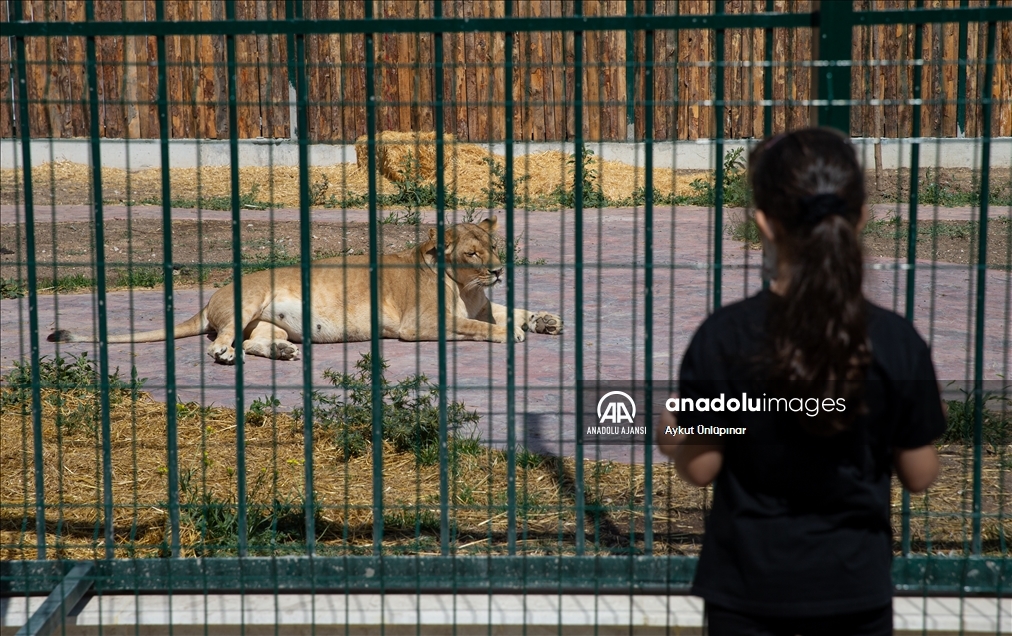 Ankara’nın sıra dışı aslan parkı