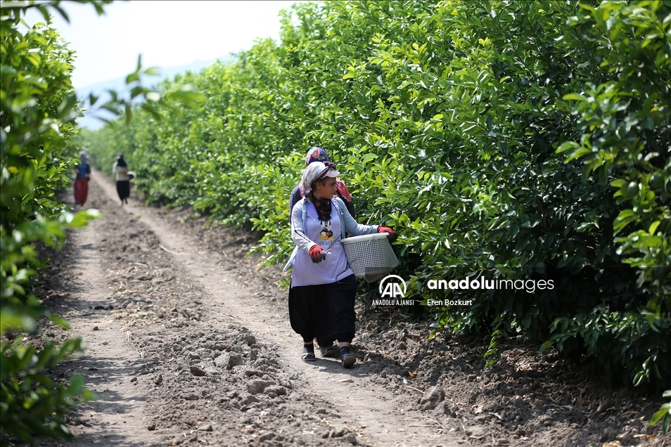 Hasadına başlanan limonda hedef 500 bin tondan fazla ihracat