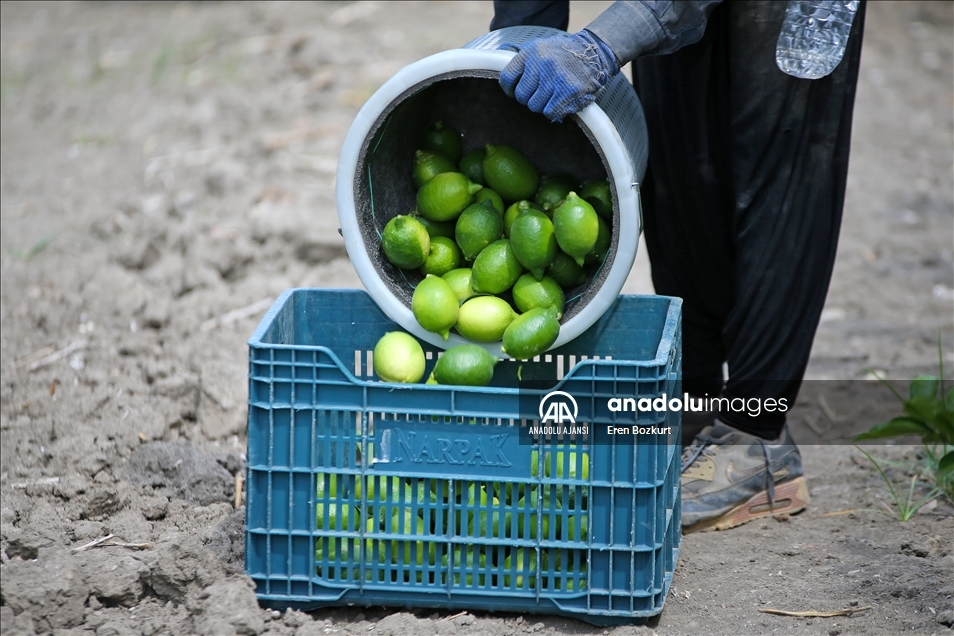 Hasadına başlanan limonda hedef 500 bin tondan fazla ihracat