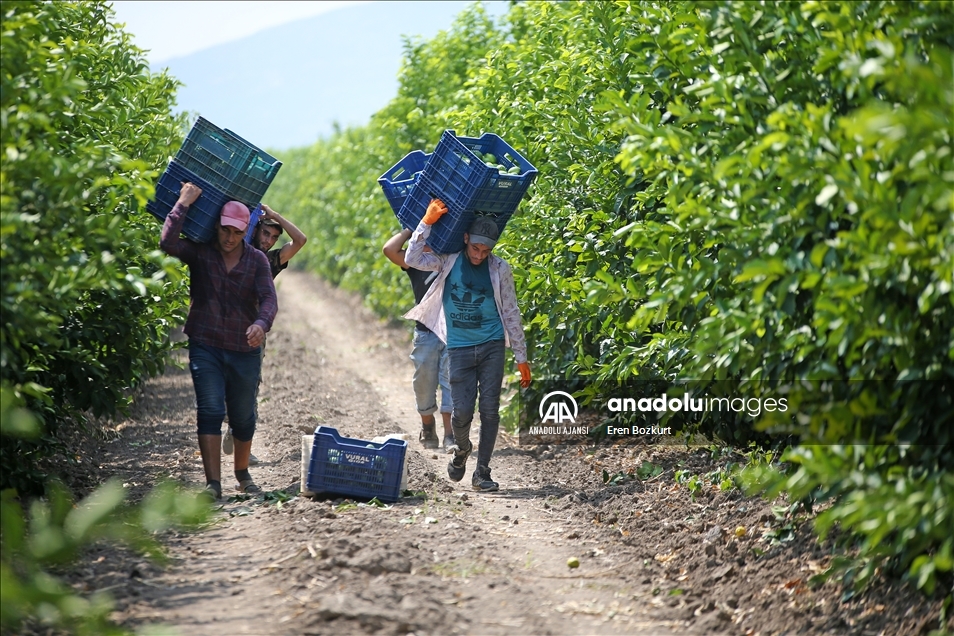 Hasadına başlanan limonda hedef 500 bin tondan fazla ihracat