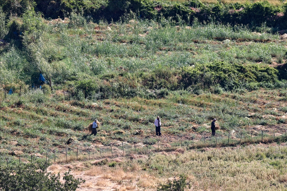 Çukurca'da geleneksel yöntemlerle hazırlanan tahin sofraları süslüyor