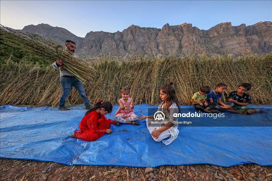 هاکاری.. بەرهەمهێنانی راشی لە شارۆچکەی چوکورجا