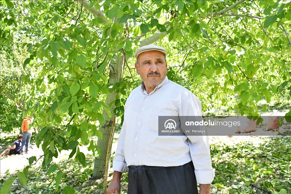 Coğrafi işaret tescilli Çağlayancerit cevizinde hasat mesaisi