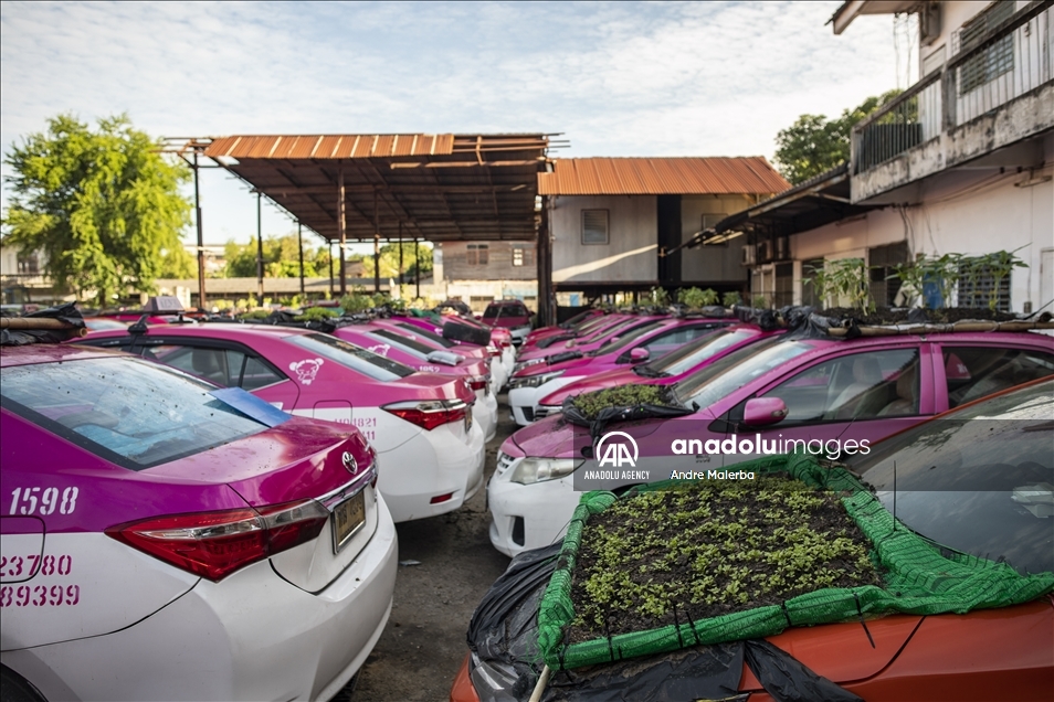 Di Bangkok, taksi diubah jadi lahan bercocok tanam
