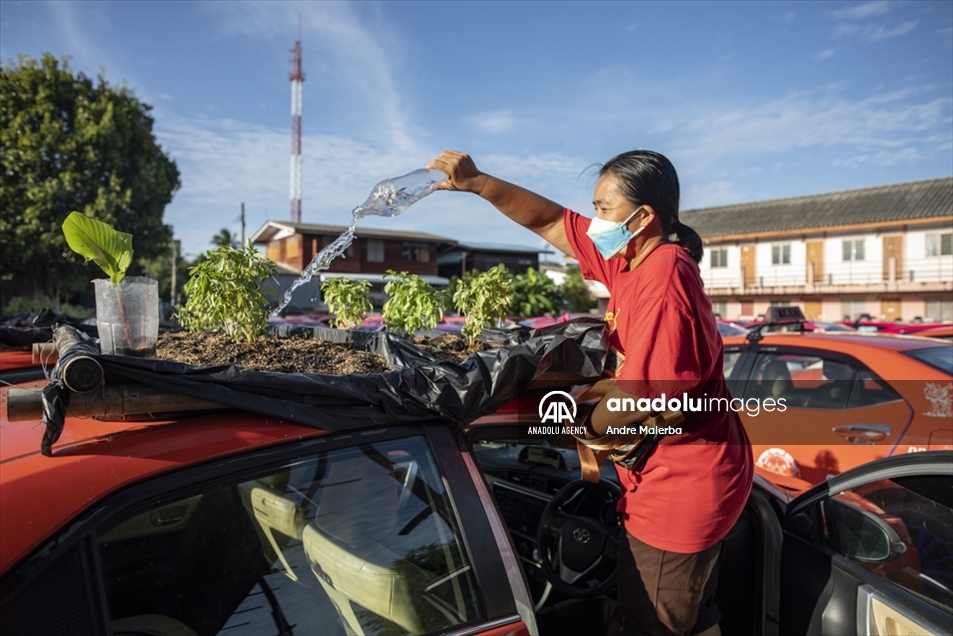 Los taxis abandonados en Bangkok son convertidos en huertas comunitarias