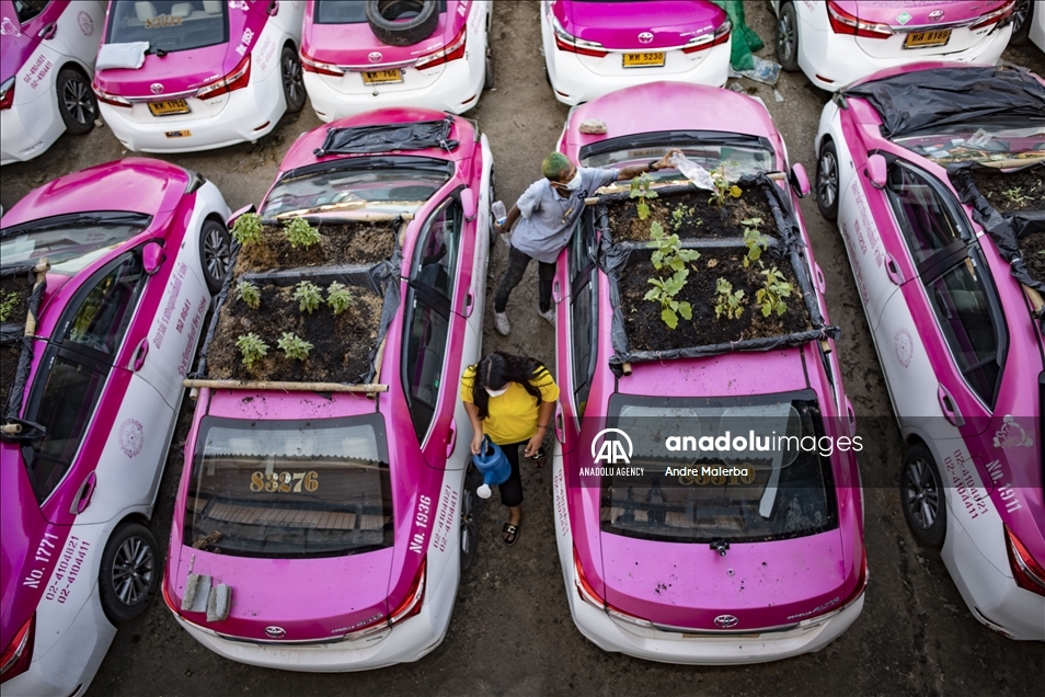 В Таиланде списанные автомобили такси используют для выращивания овощей