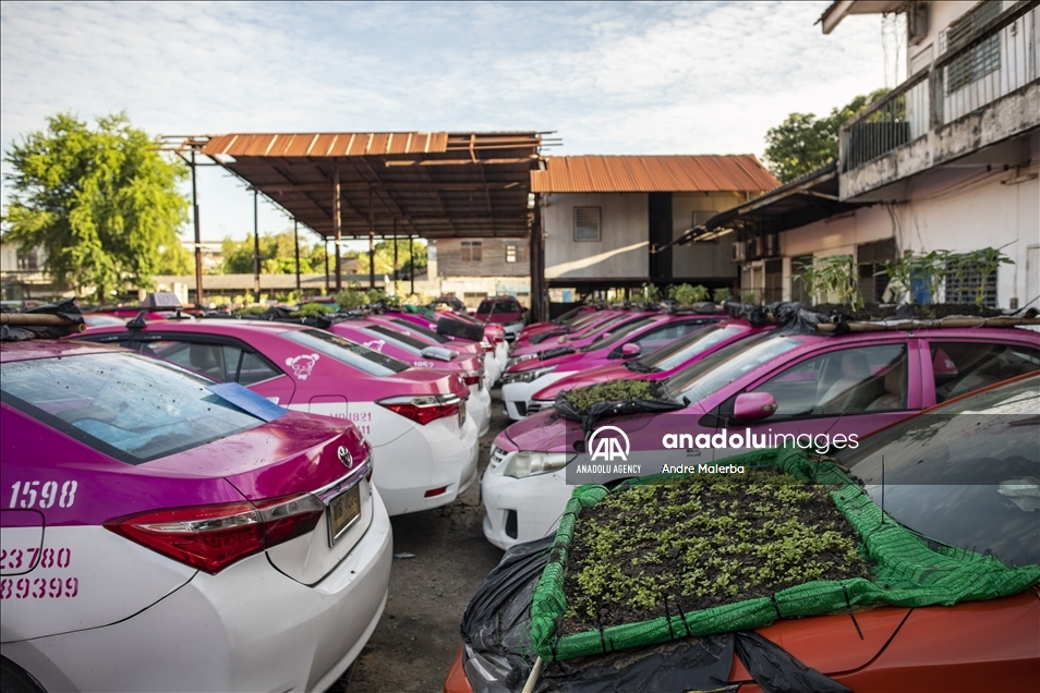 В Таиланде списанные автомобили такси используют для выращивания овощей
