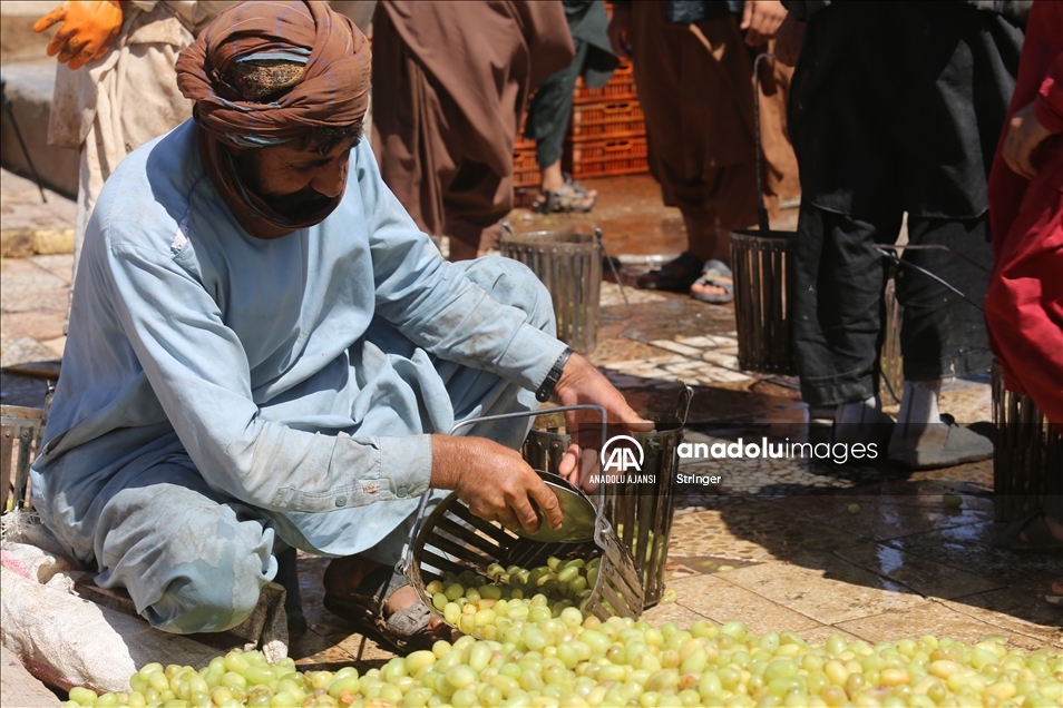 Afganistan'da kuru üzüm üretimi