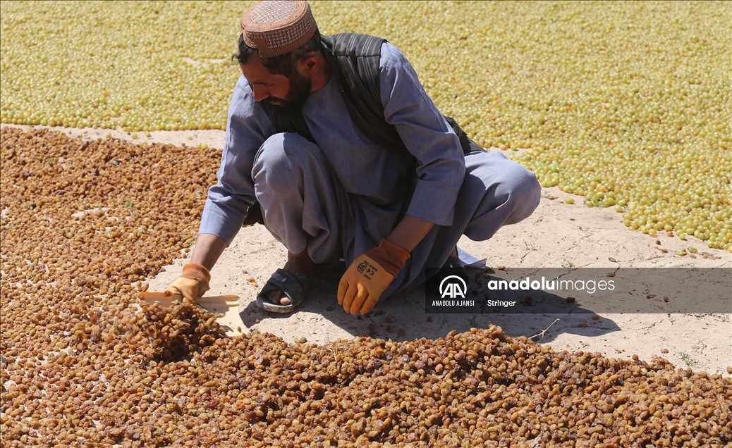 Afganistan'da kuru üzüm üretimi
