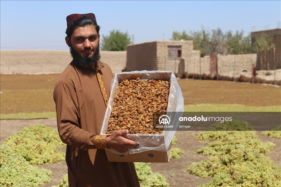 Afganistan'da kuru üzüm üretimi