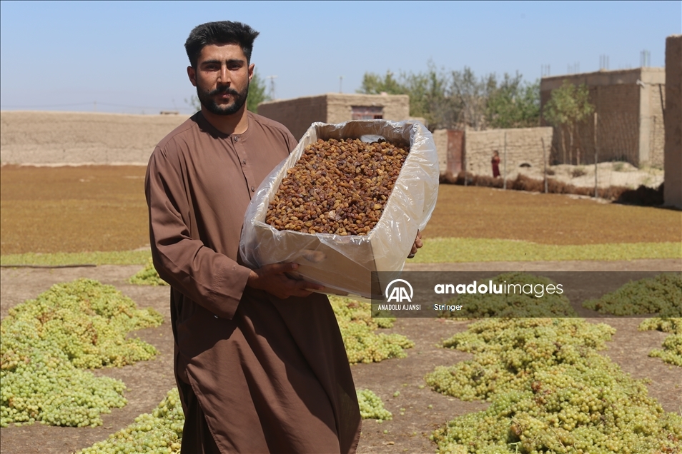 Afganistan'da kuru üzüm üretimi