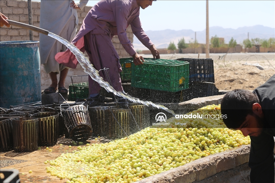 Afganistan'da kuru üzüm üretimi