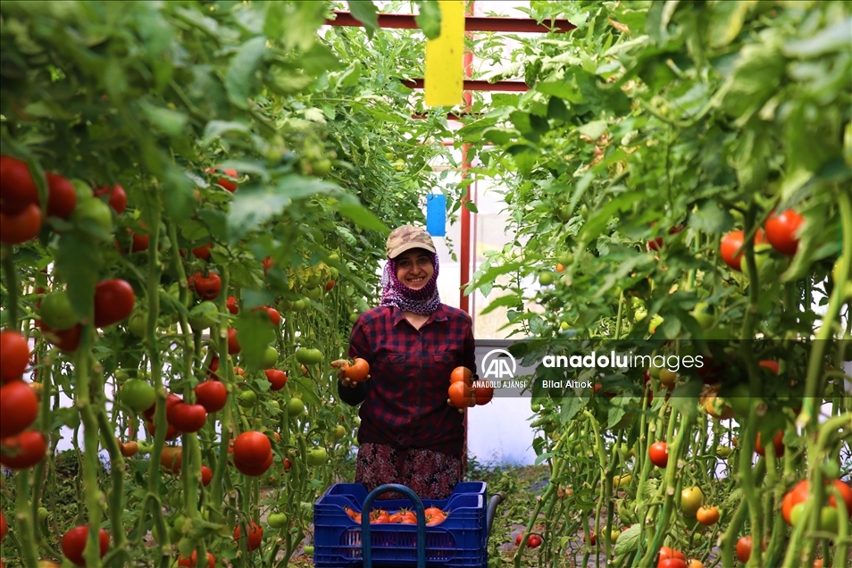 Dayanıklılığı ve lezzetiyle öne çıkan Söğüt domatesine talep artıyor