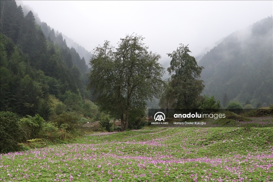 Uzungöl "vargit" çiçekleriyle süslendi